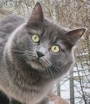 Аватар