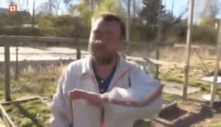 похую Смайлы