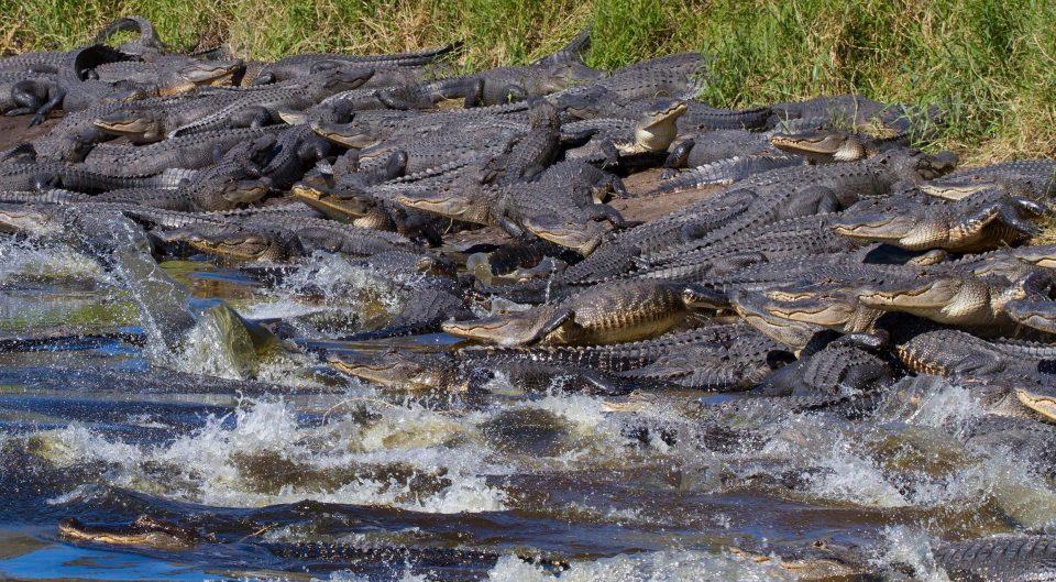 Сотни аллигаторов собирались возле водоема во Флориде