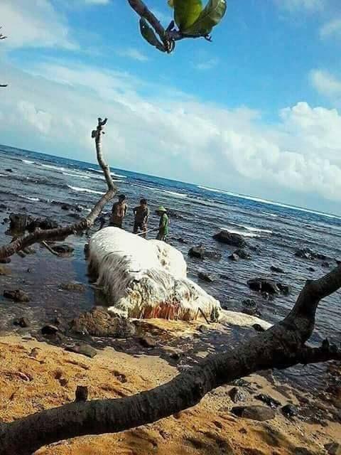 На филиппинский берег вынесло волосатое нечто