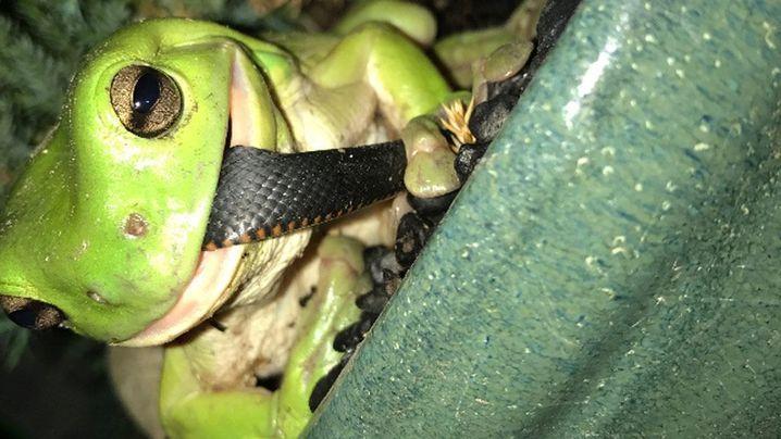 Голодная лягушка сожрала подобравшуюся к дому ядовитую змею