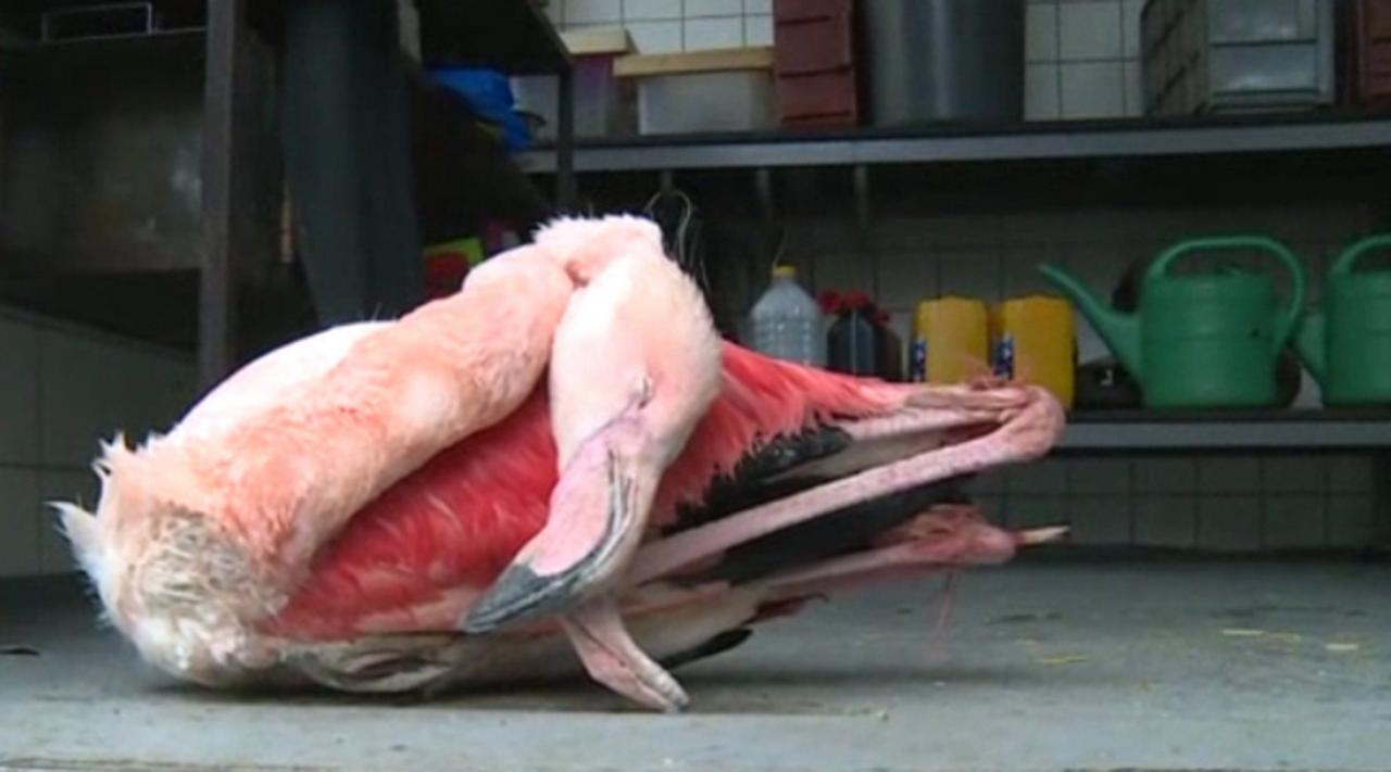 Детишки напали на стаю фламинго и насмерть забили одну из птиц