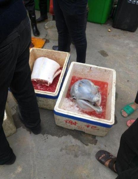 Китайские рыбаки разделали на мясо дельфиненка