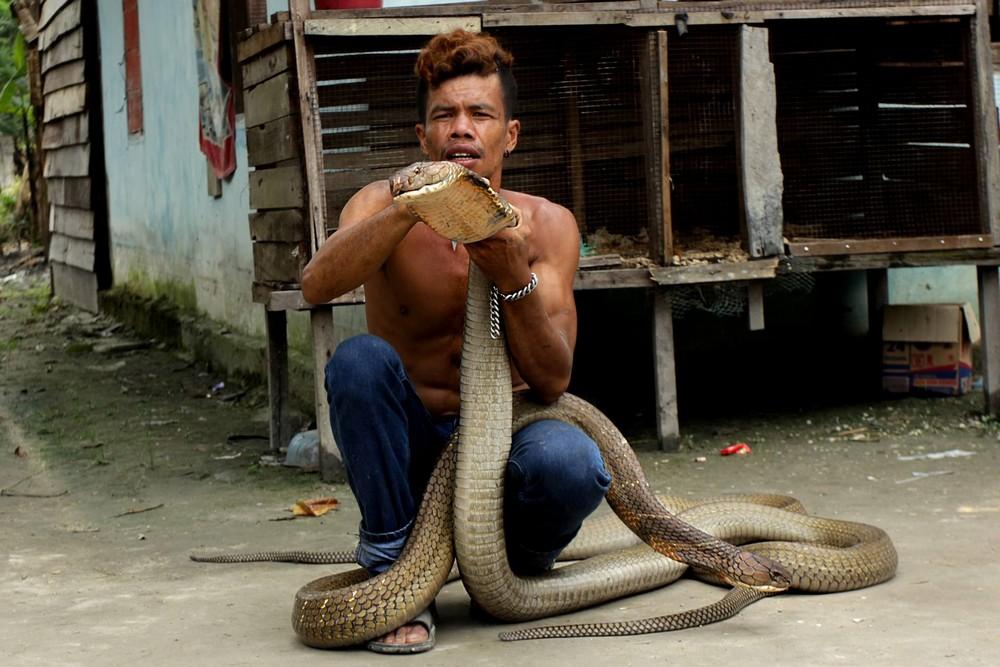 Заклинатель змей поймал две 4-метровые кобры и голыми руками удалил у них ядовитые зубы