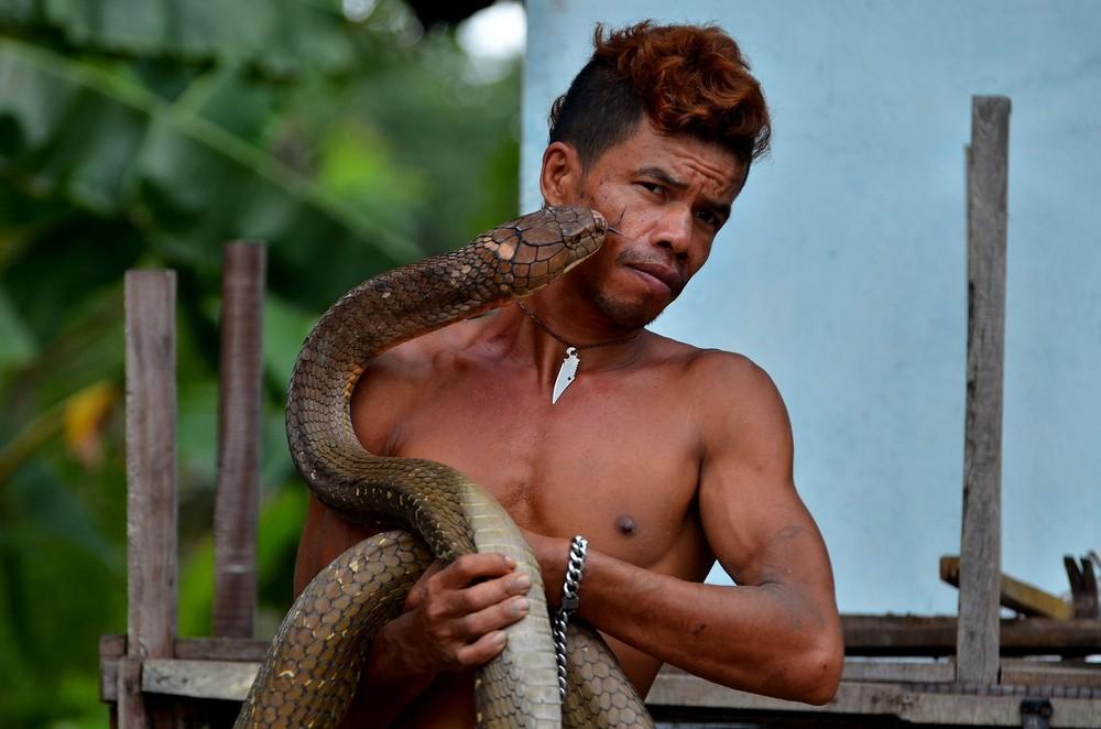 Заклинатель змей поймал две 4-метровые кобры и голыми руками удалил у них ядовитые зубы