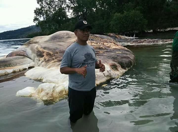 В Индонезии на берег выбросило гигантское морское существо