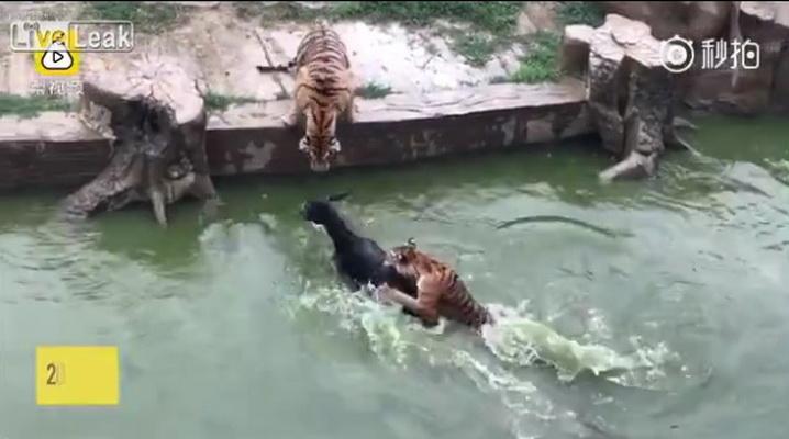 В китайском зоопарке в клетку к тиграм бросают живого осла