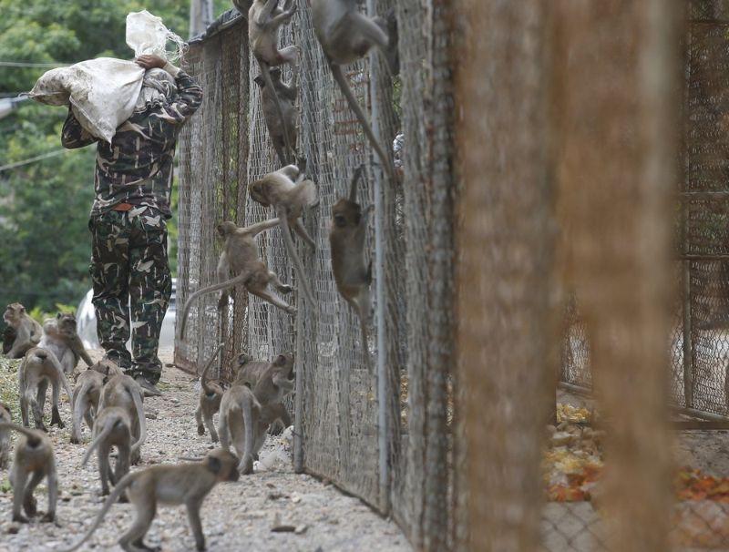 В Таиланде началась повальная стерилизация обезьян