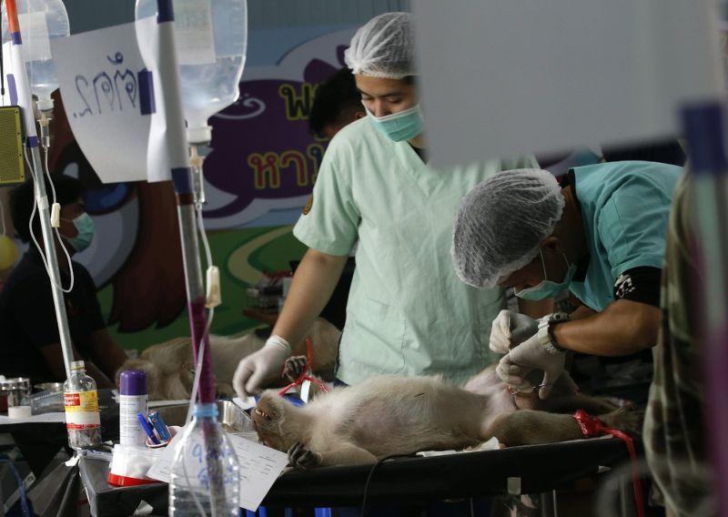 В Таиланде началась повальная стерилизация обезьян