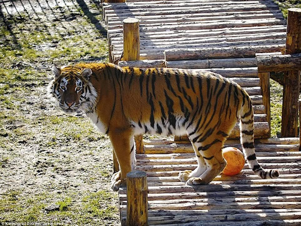 На работницу зоопарка в Калининграде напал амурский тигр