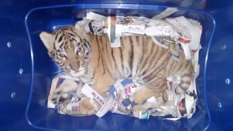Полицейская собака нашла на почте посылку с живым тигренком