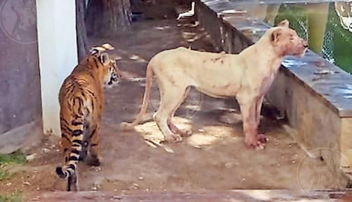 Львица психанула и показала любителю больших кошек, кто на самом деле хозяин в его доме
