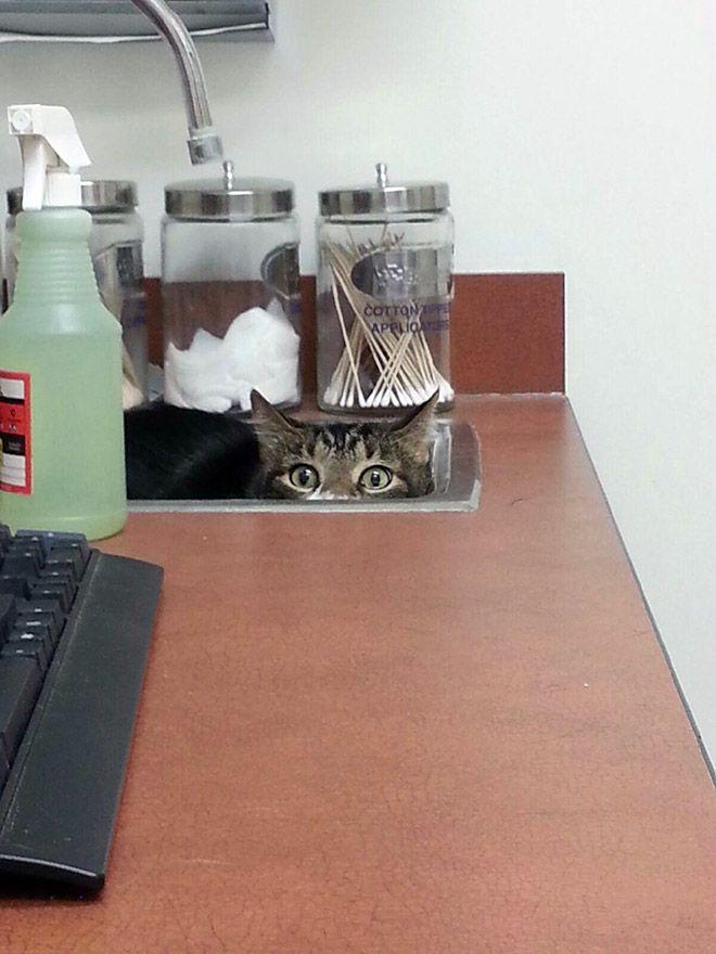 Куда кошки прячутся от ветеринаров