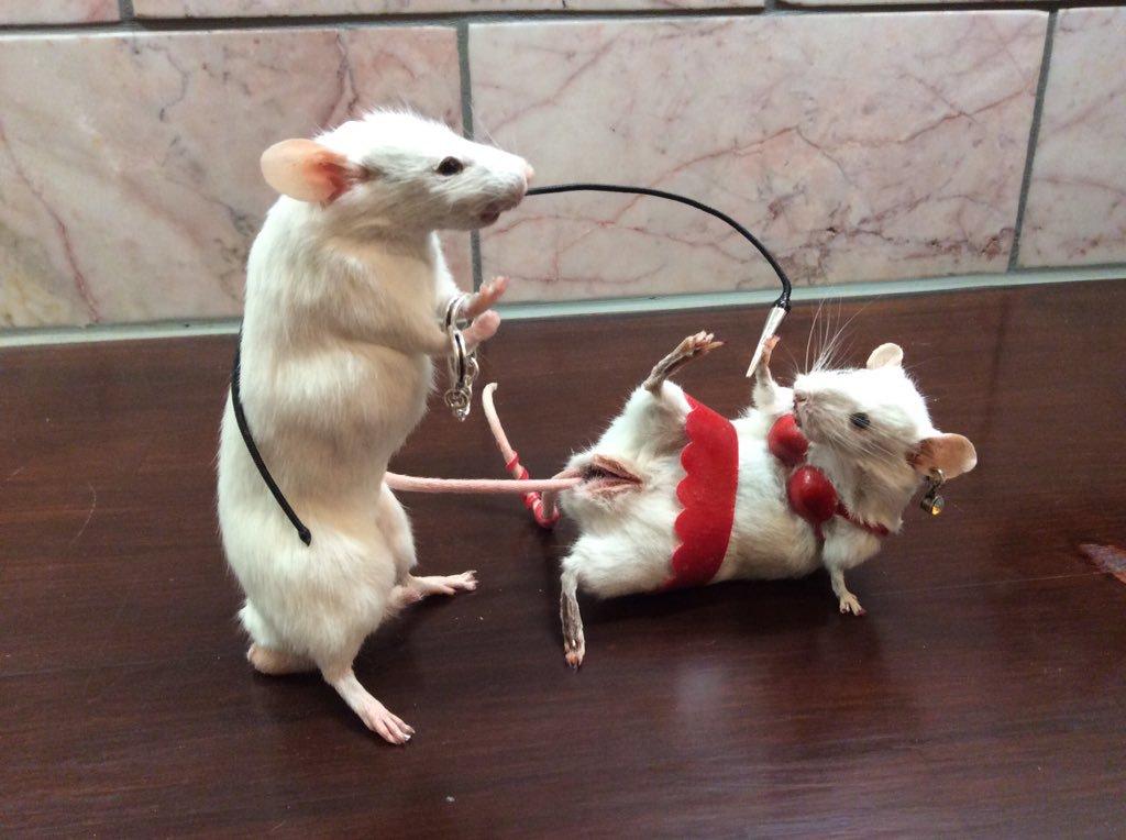 Bondage Rats