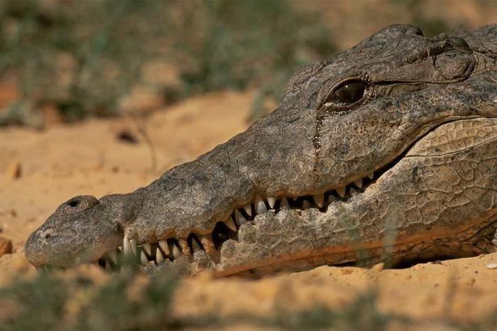 Первый в мире крокодил-террорист