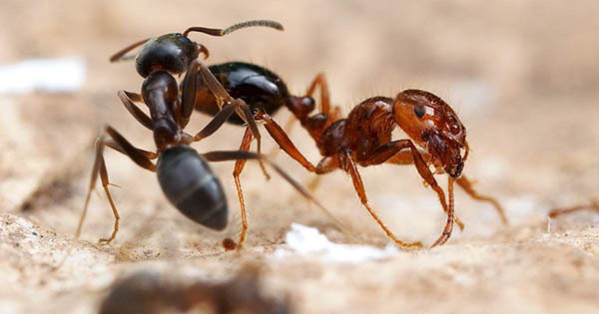 Рабочие особи. Муравей. Редкие муравьи. Красный Огненный муравей. Красные и черные муравьи.