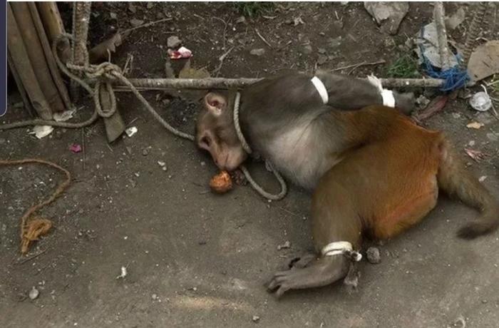 Зачем в Индии арестовывают обезьян?