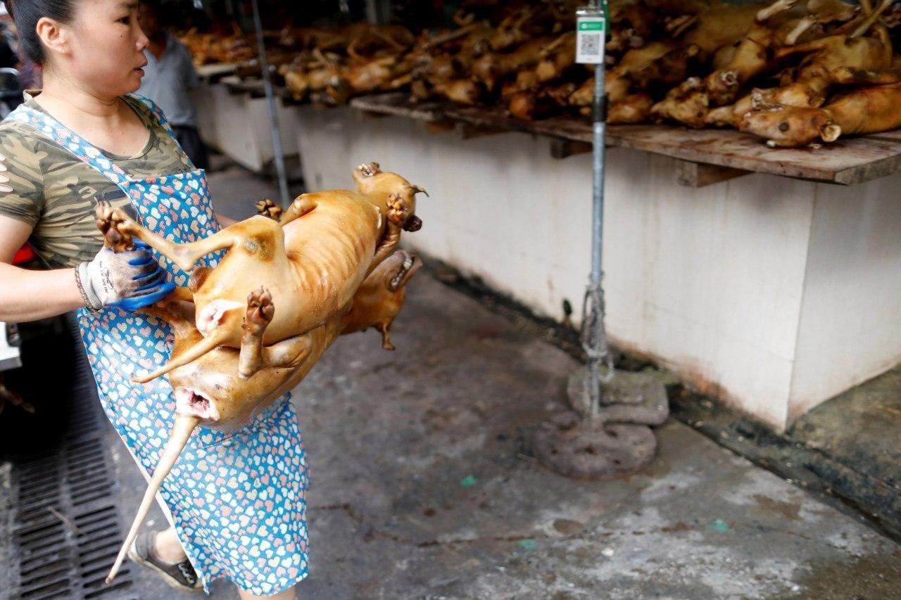 Сегодня в китайском городе Юйлинь открылся ежегодный фестиваль собачьего мяса.