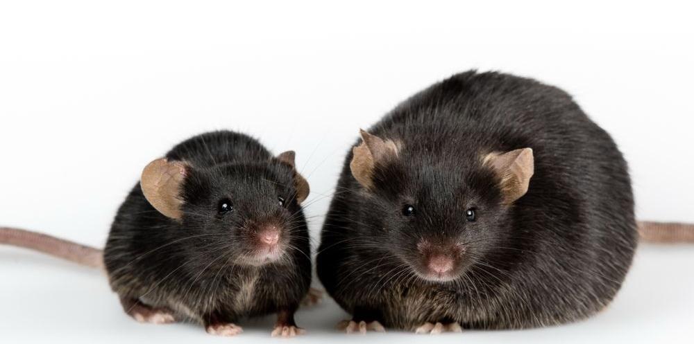 ОнкоМышь: мышь, которая подорвала науку