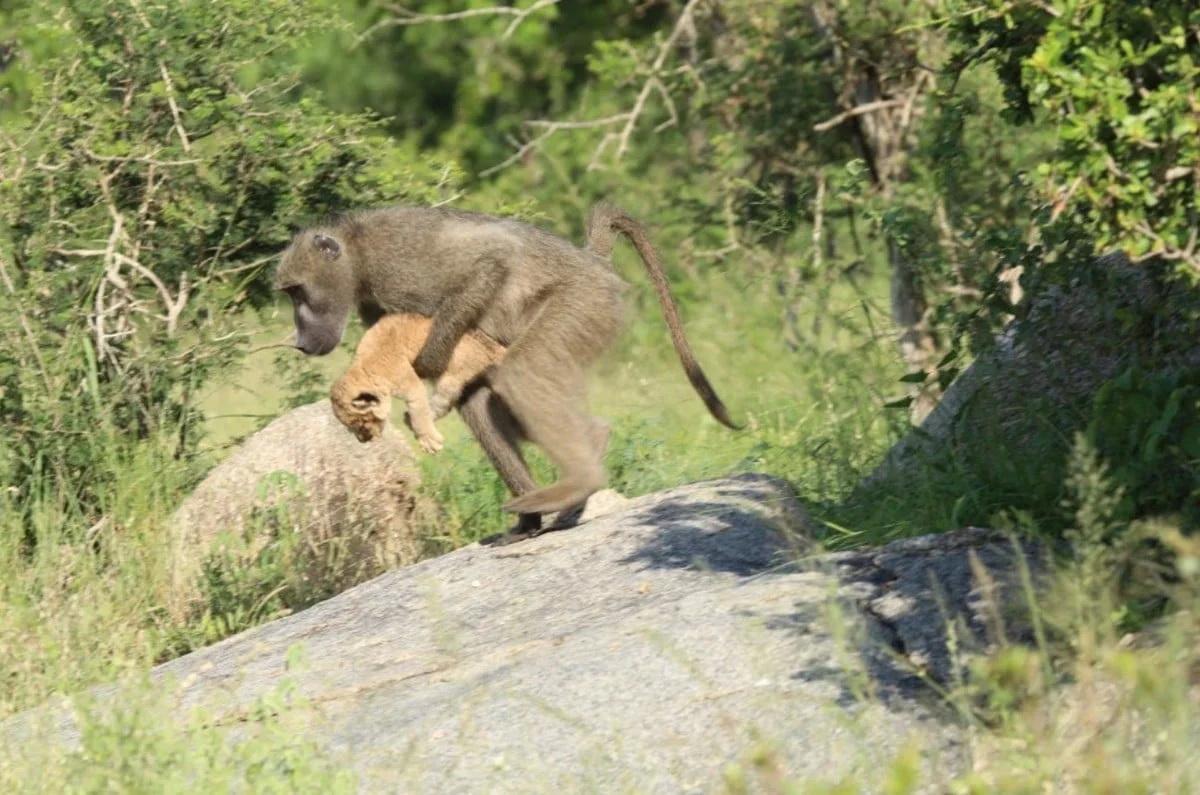 Зачем обезьяны воруют львят?