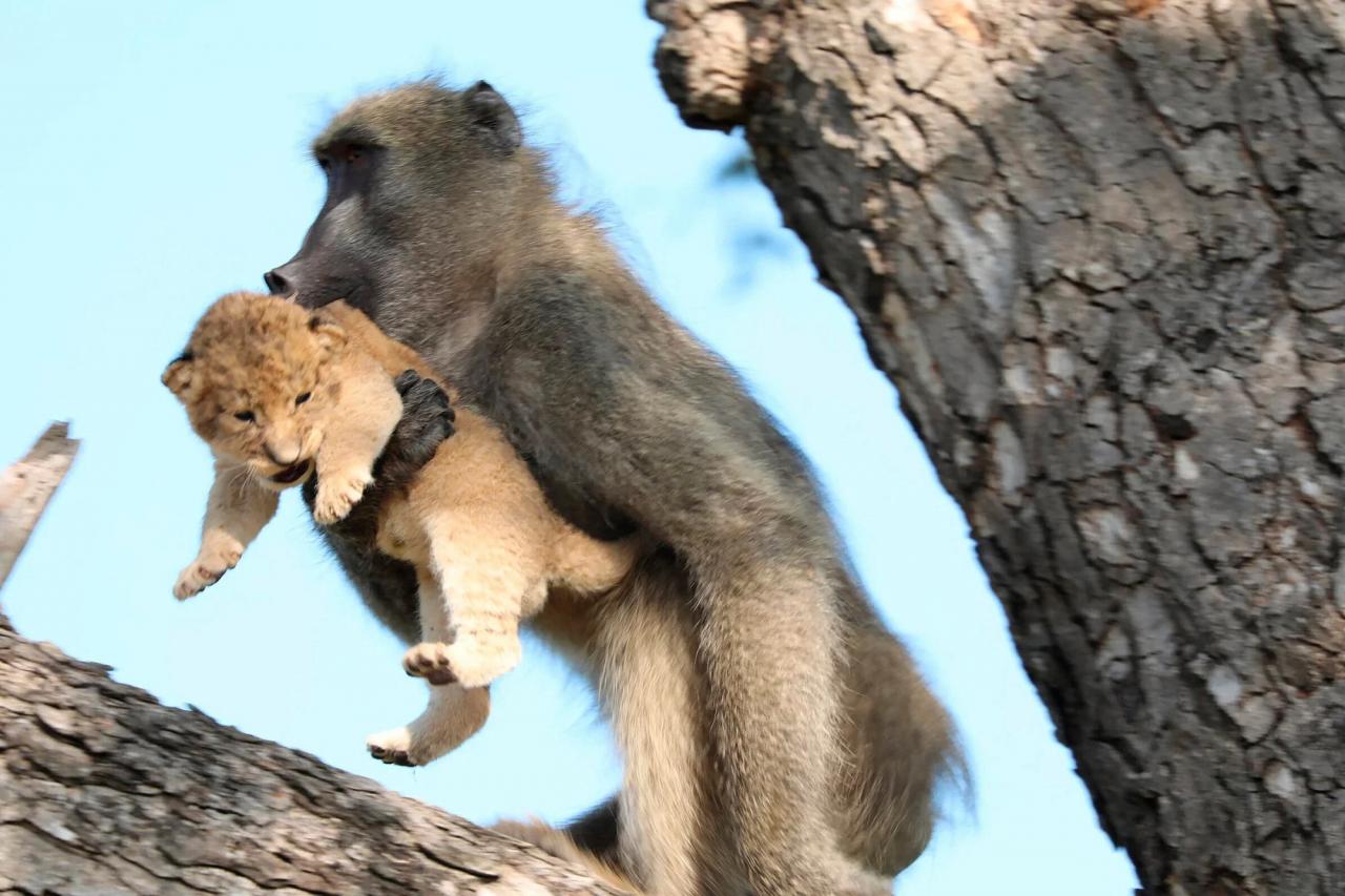 Зачем обезьяны воруют львят?