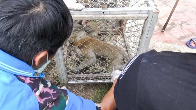 В Таиланде кастрировали сотни обезьян  после того, как приматы устроили беспорядки и набеги на дома 
