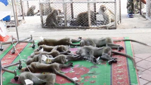 В Таиланде кастрировали сотни обезьян  после того, как приматы устроили беспорядки и набеги на дома 
