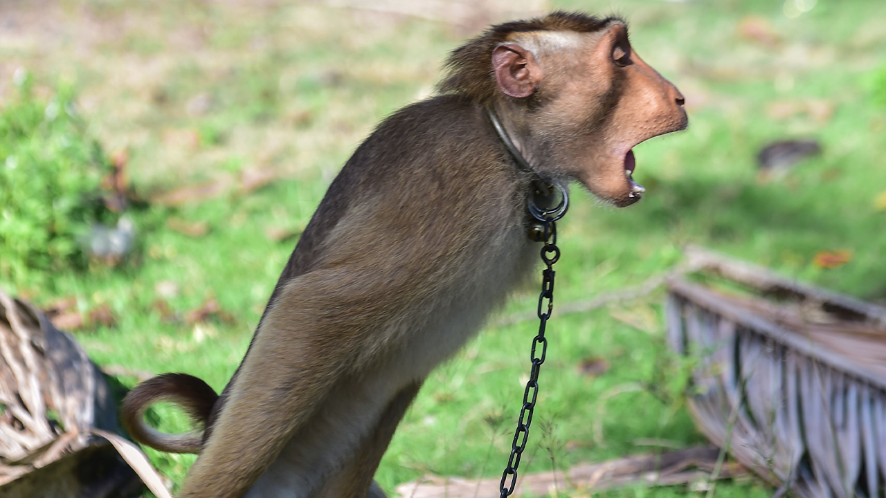 Тайский бренд обвинили в использовании труда обезьян для сбора кокосов — продажу товаров остановили 28 тысяч магазинов