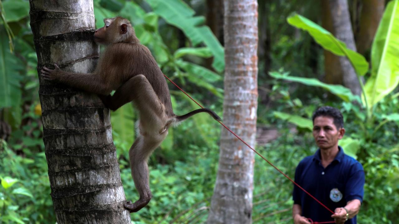 Тайский бренд обвинили в использовании труда обезьян для сбора кокосов — продажу товаров остановили 28 тысяч магазинов