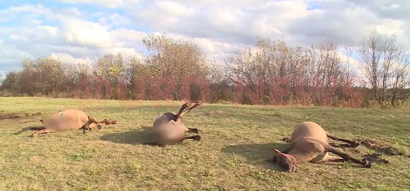 Алтайский полицейский расстрелял табун лошадей из охотничьего ружья ради развлечения