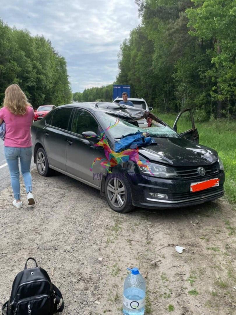 На трассе Киров - Нижний Новгород автомобиль Volkswagen сбил лося