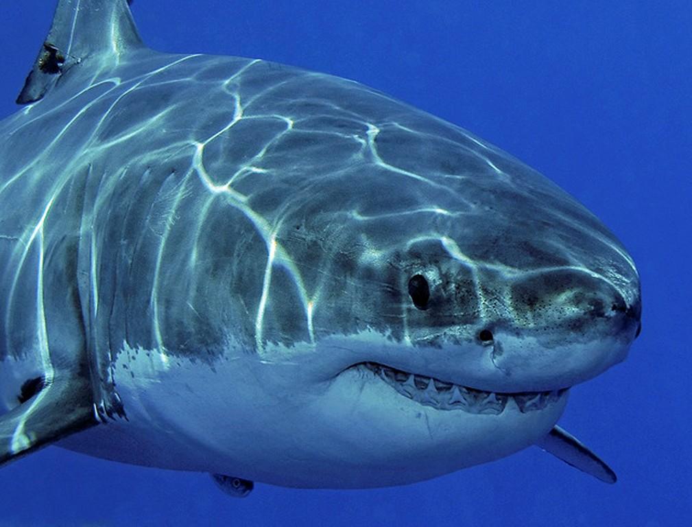 790 укусов: найдена самая древняя жертва нападения акулы