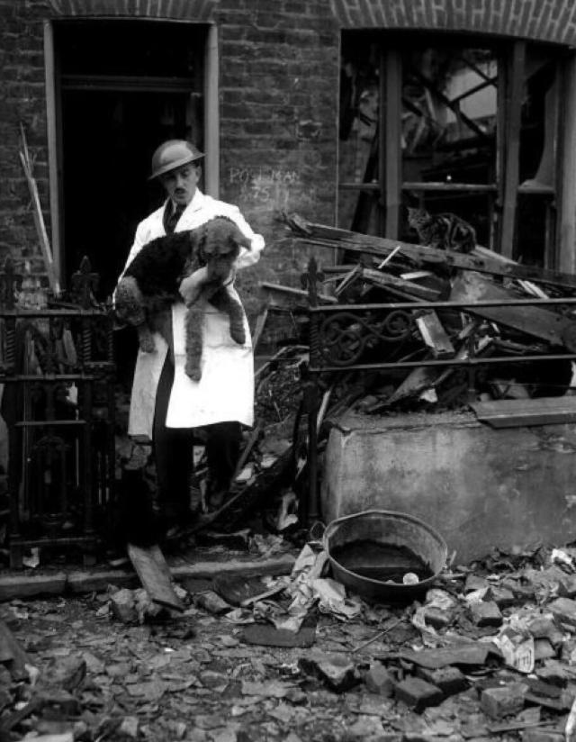 «Британская резня питомцев»: как англичане убили 750 тысяч домашних животных из страха перед Гитлером
