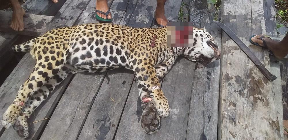 В Бразилии сын убил ягуара, который лишил глаза его отца