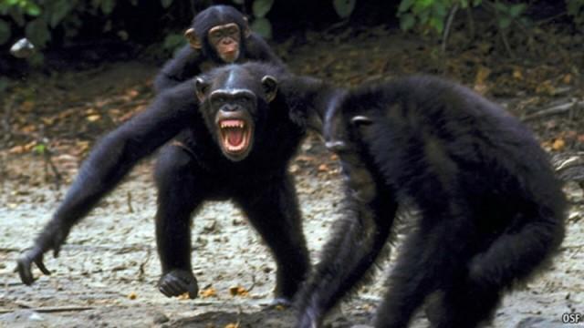  Четырёхлетняя жестокая война обезьян 1970-х годов: что могло быть причиной внезапной вражды?
