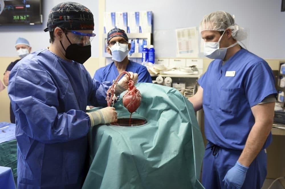  В США хирурги сделали первую в мире пересадку сердца свиньи человеку