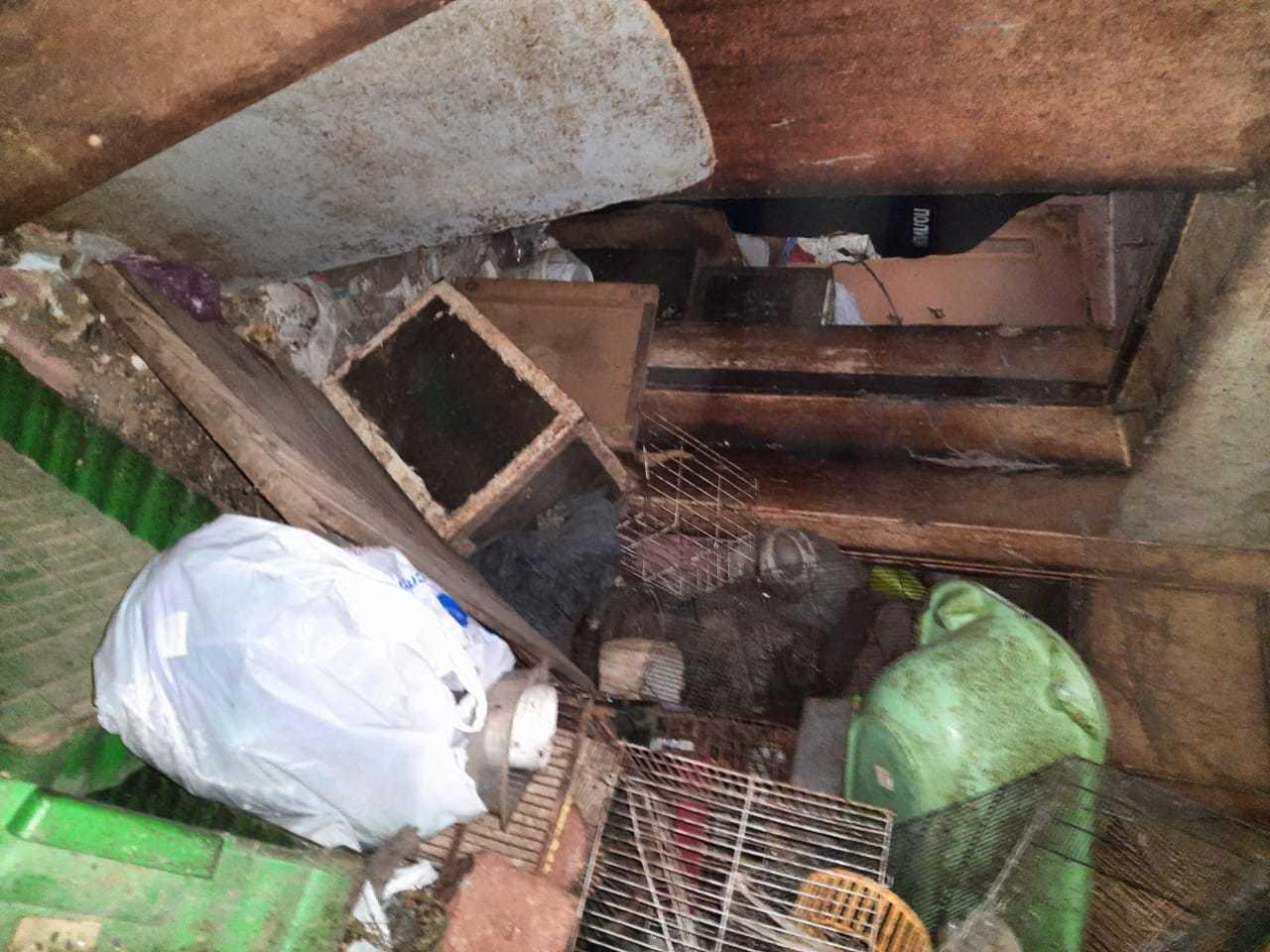 Трупы котов летели из окон: полиция и МЧС пришли в ужас, вскрыв смердящую квартиру любительницы животных