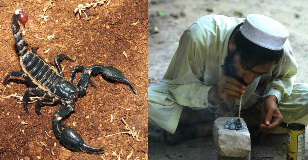 Зачем в Пакистане курят скорпионов?