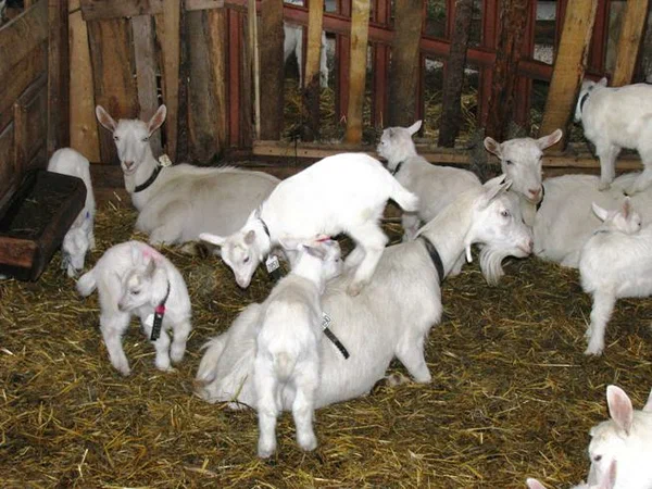 Уже созданы козы с человеческим молоком и хрюшки с человеческими органами. Этически спорные достижения генетиков