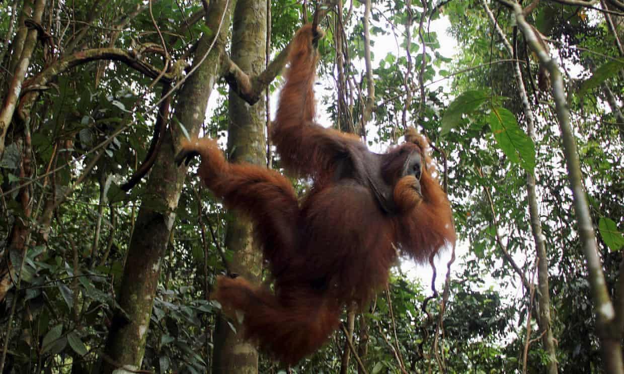 Ученые выяснили, что у орангутанов есть сленг. И они используют его, чтобы «казаться крутыми»