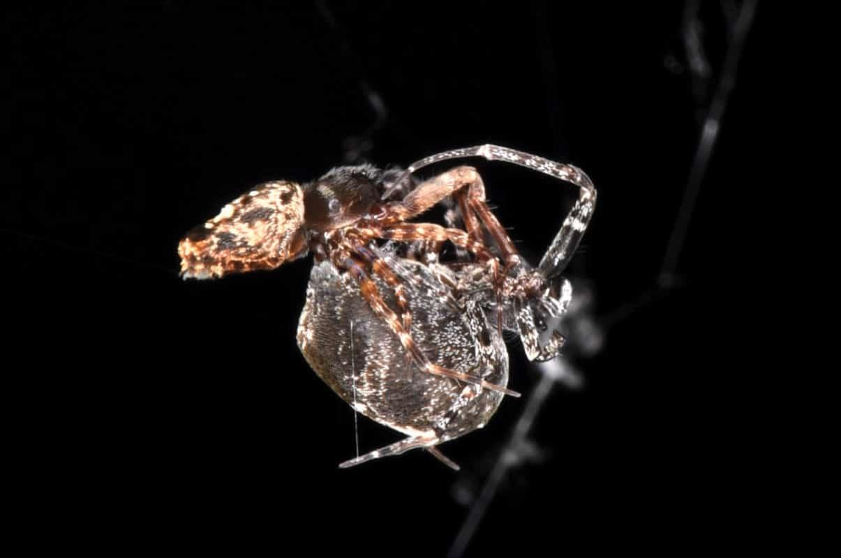 Самцы пауков научились катапультироваться, чтобы сбежать от самок