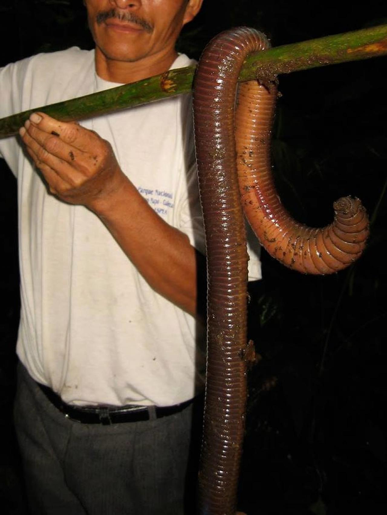 Самых больших червяков. Олгой-хорхой смертоносный червь Гоби. Гигантский дождевой червь Австралии.