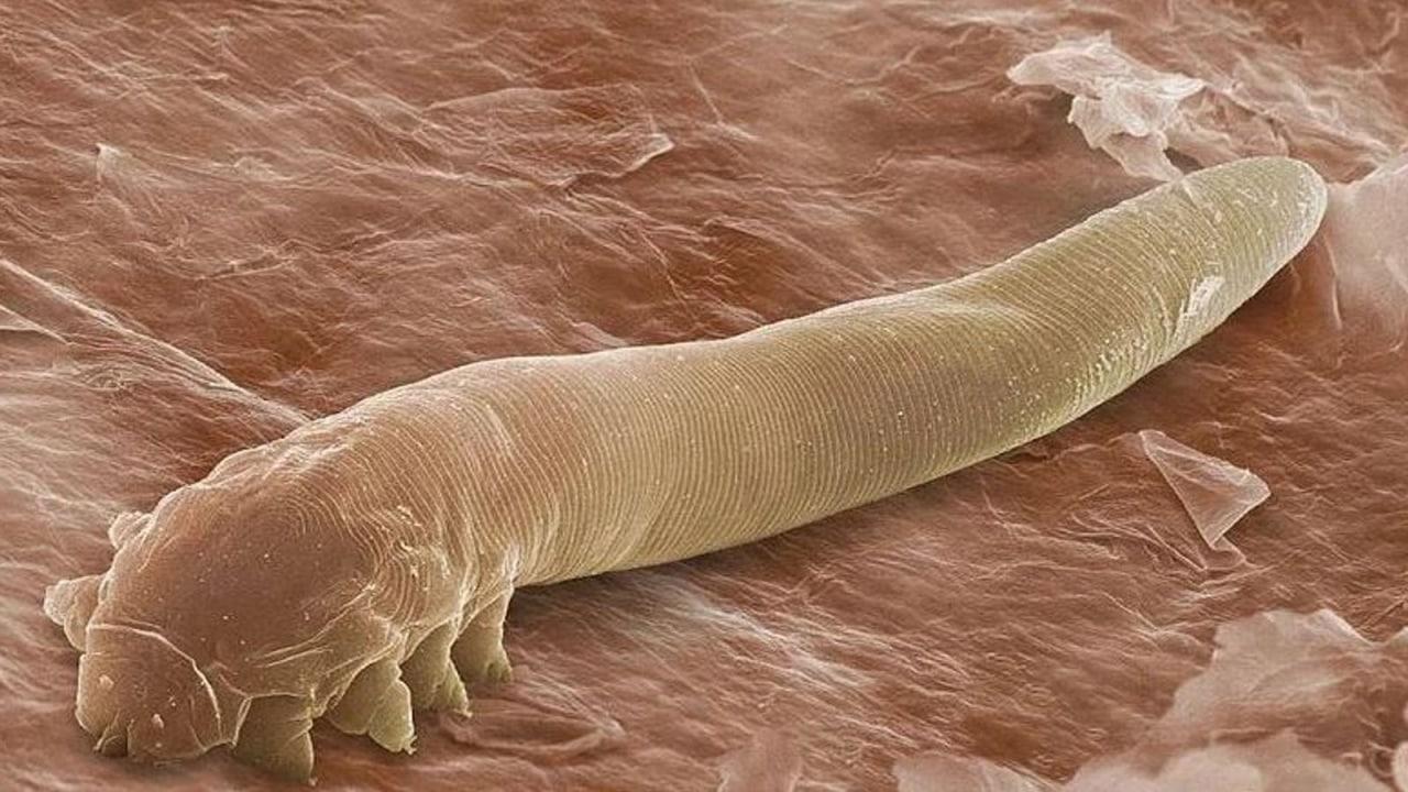 Микроскопическим клещам, которые занимаются сексом на наших лицах ночью, может грозить эволюционное забвение
