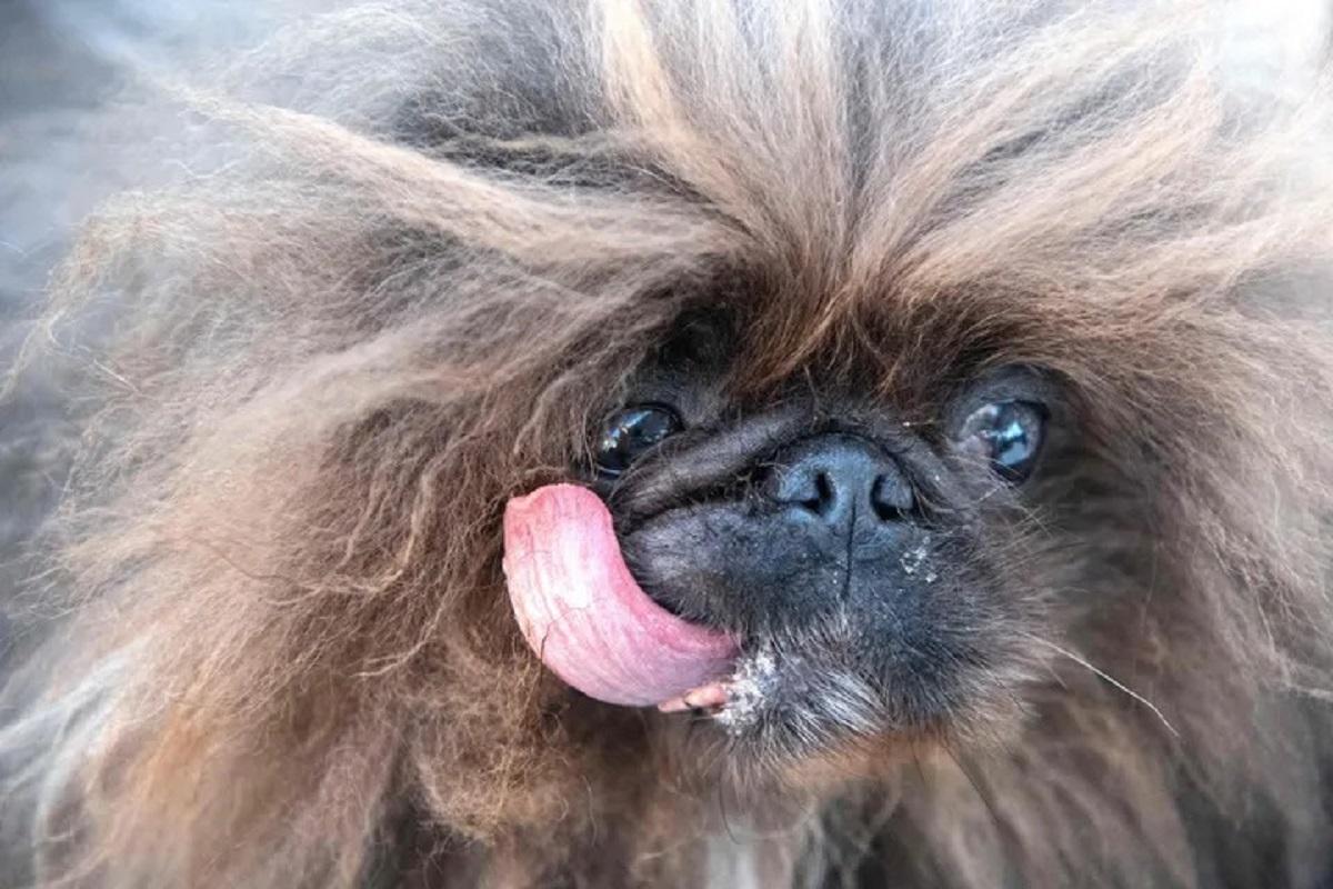 Идеальное воплощение понедельника: как выглядит «Самая уродливая собака в мире» за 2022 год