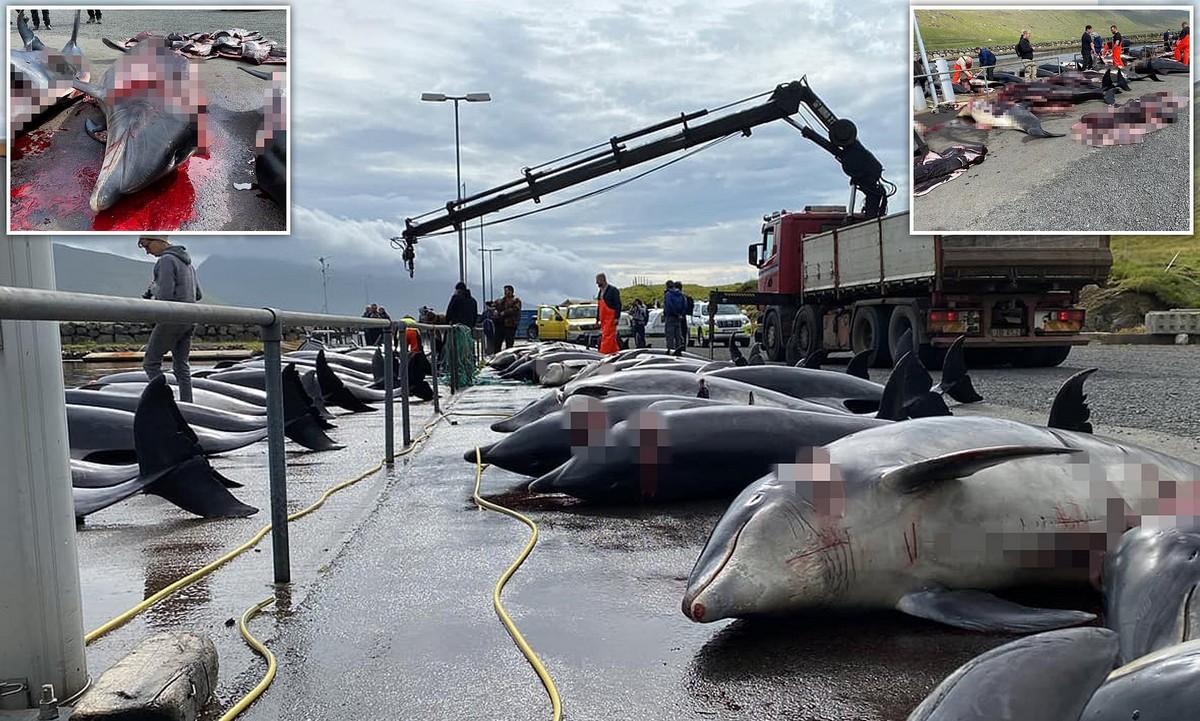 Жители Фарерских островов убили 100 дельфинов-афалин во время традиционной охоты