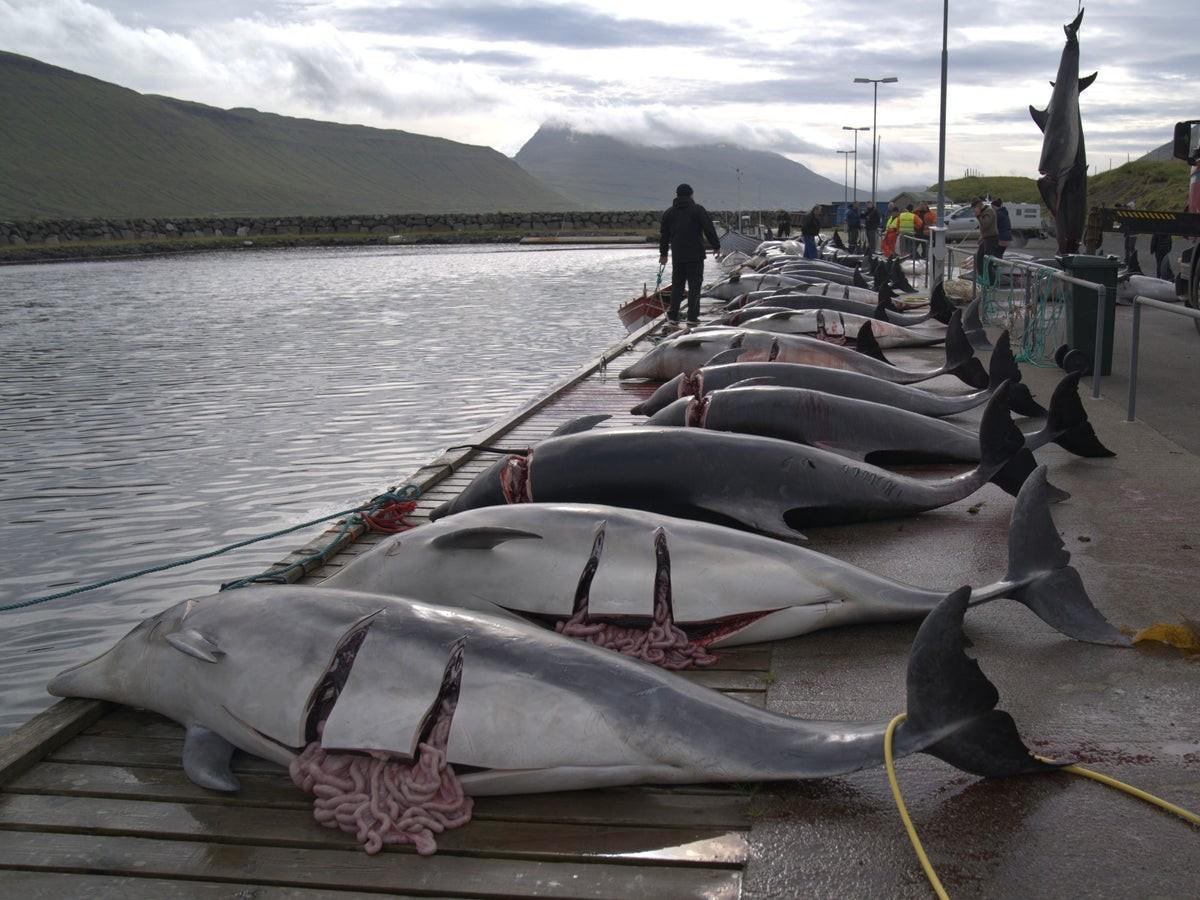Жители Фарерских островов убили 100 дельфинов-афалин во время традиционной охоты