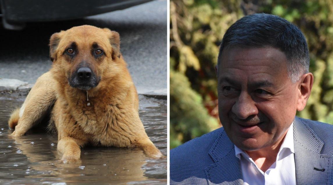 Сбросить бродячих собак на позиции украинских националистов