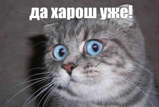 Кот, говно и детский праздник
