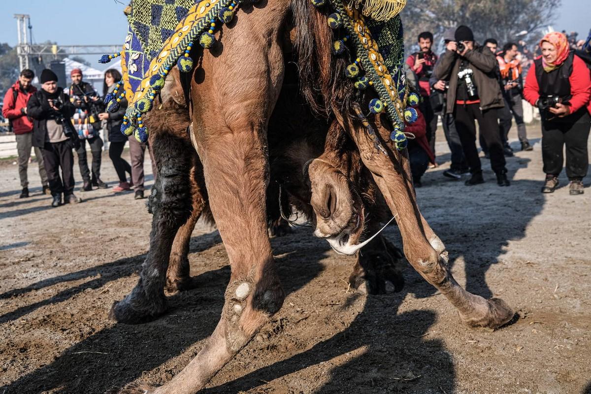 Бои верблюдов в Турции