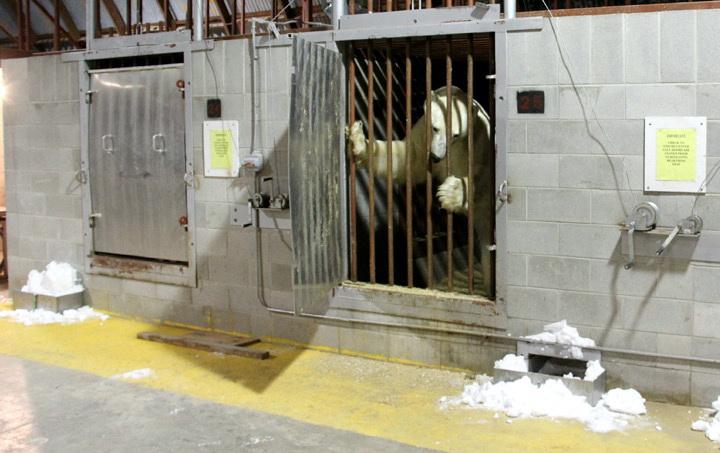 Тюрьма для белых медведей в Канаде